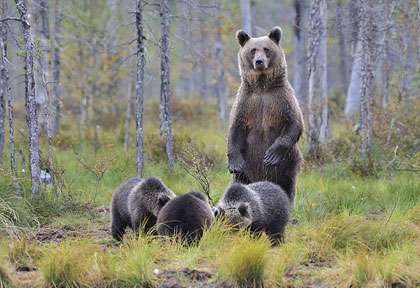 Ours en Finlande