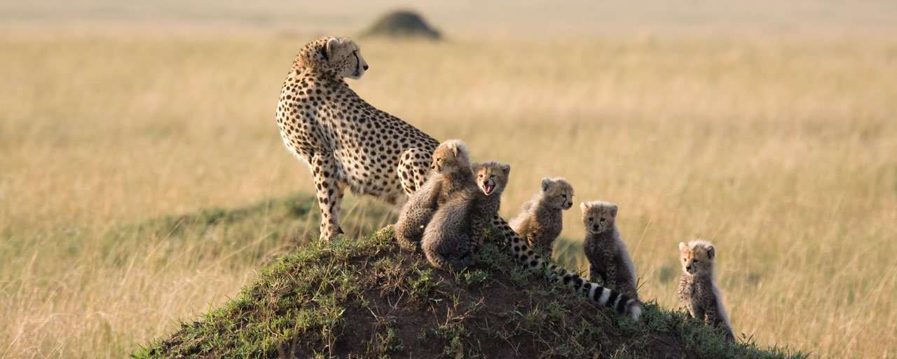 Famille de guépards © Shutterstock - Gail Johnson